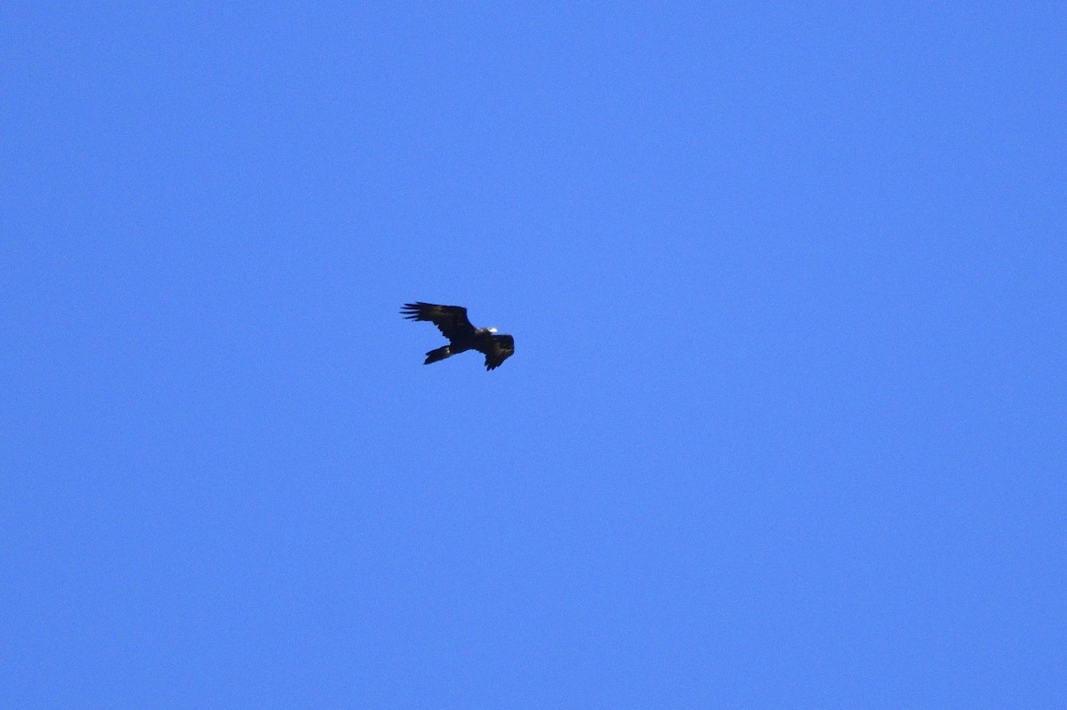 Wedge-tailed Eagle - ML616453119