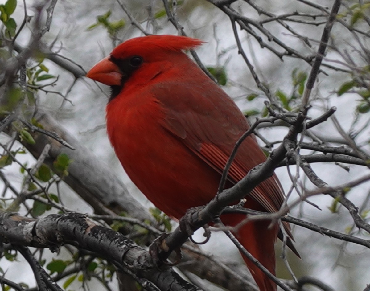 Cardinal rouge - ML616453196