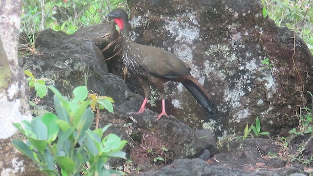 Crested Guan - ML616453680