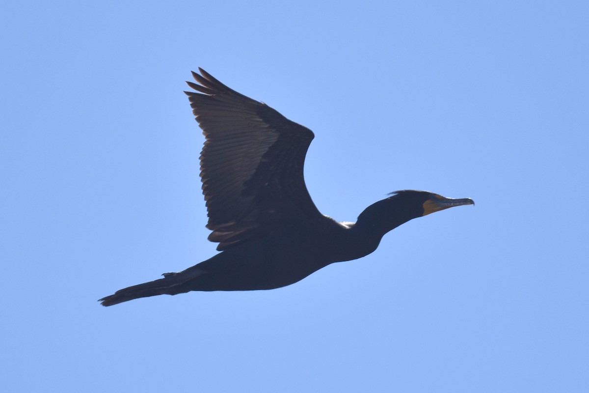 Double-crested Cormorant - Naresh Satyan