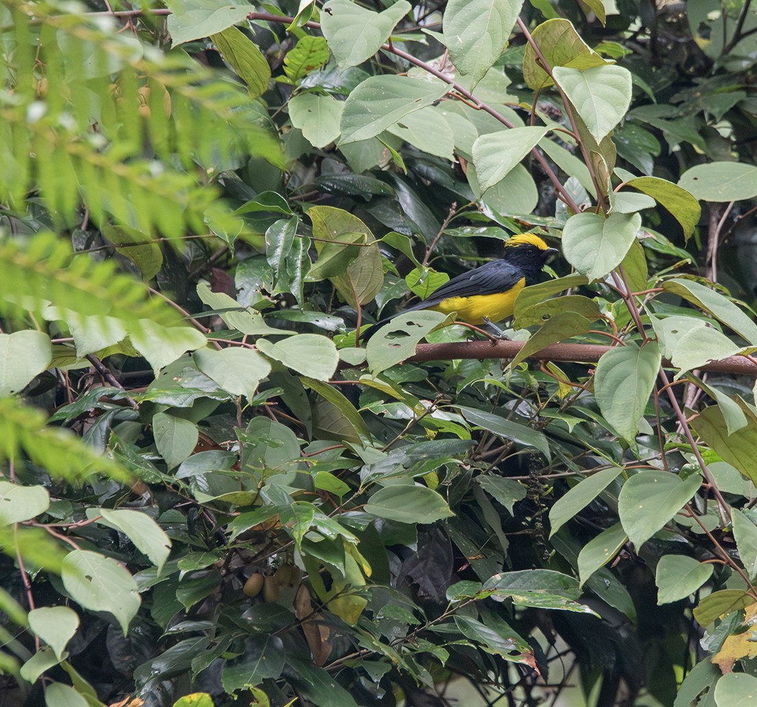 Sultan Tit (Yellow-crested) - ML616453985