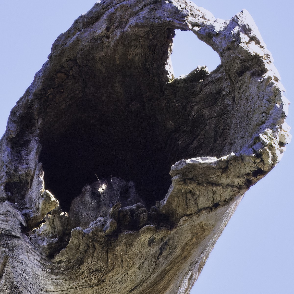 Australian Owlet-nightjar - ML616453995