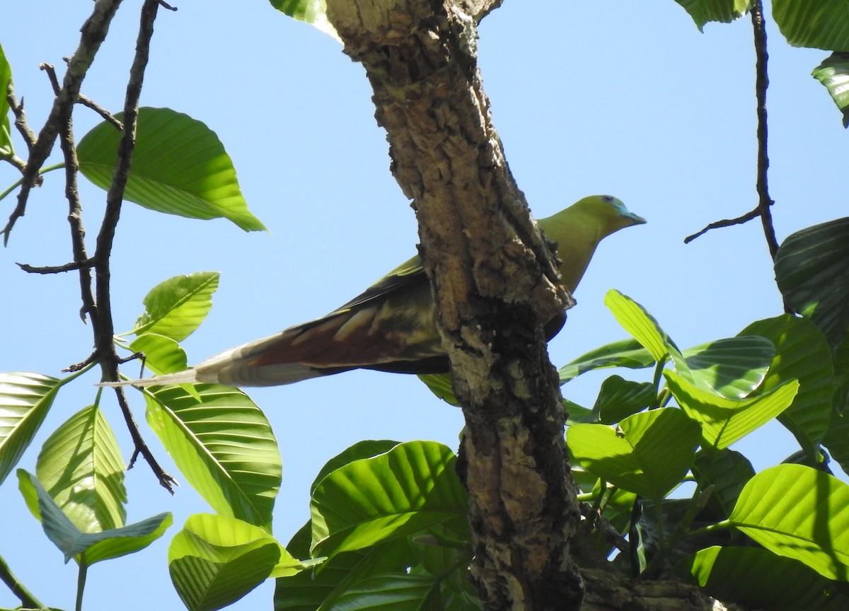Pin-tailed Green-Pigeon - Suebsawat Sawat-chuto