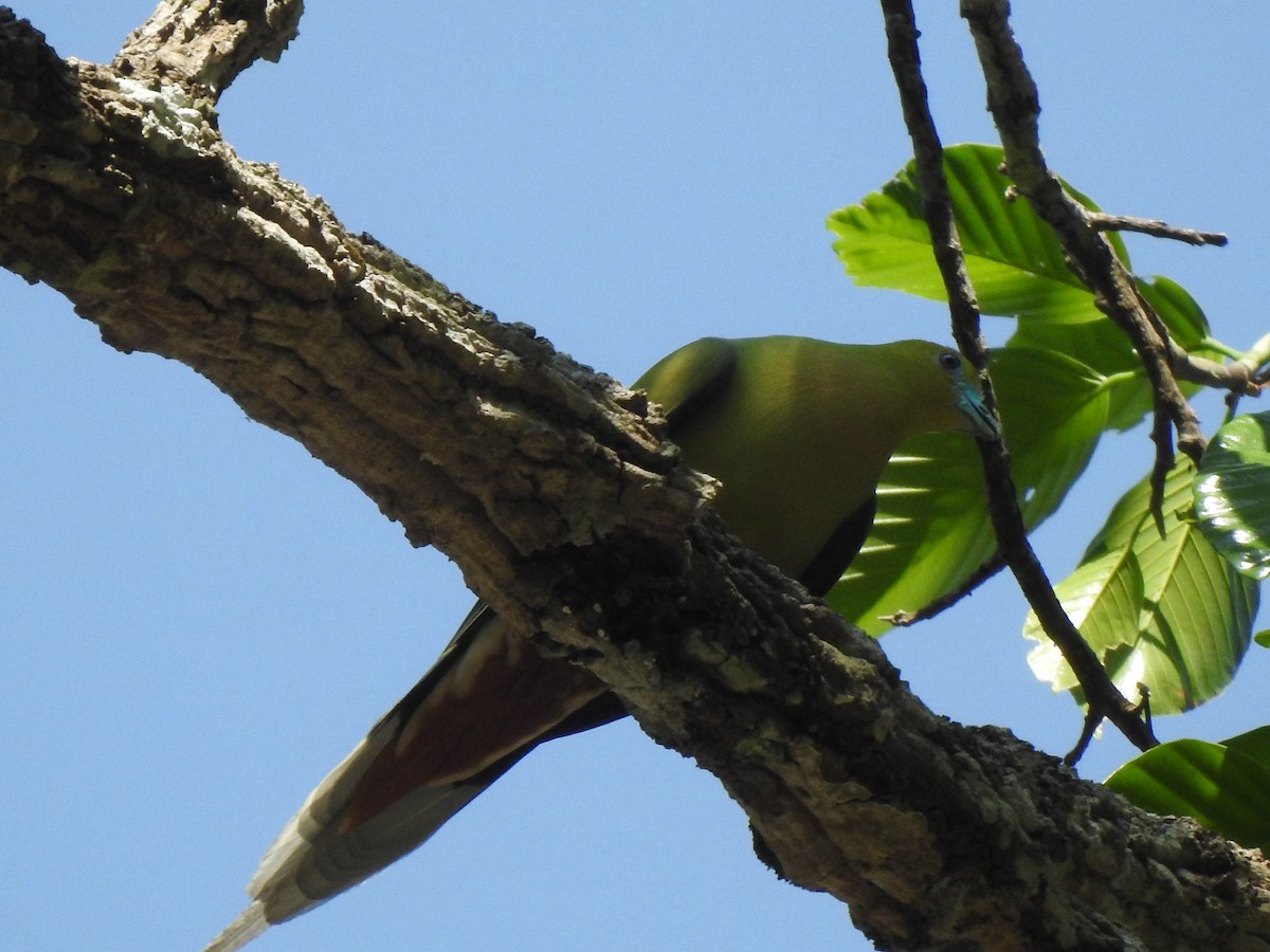 Pin-tailed Green-Pigeon - ML616454036