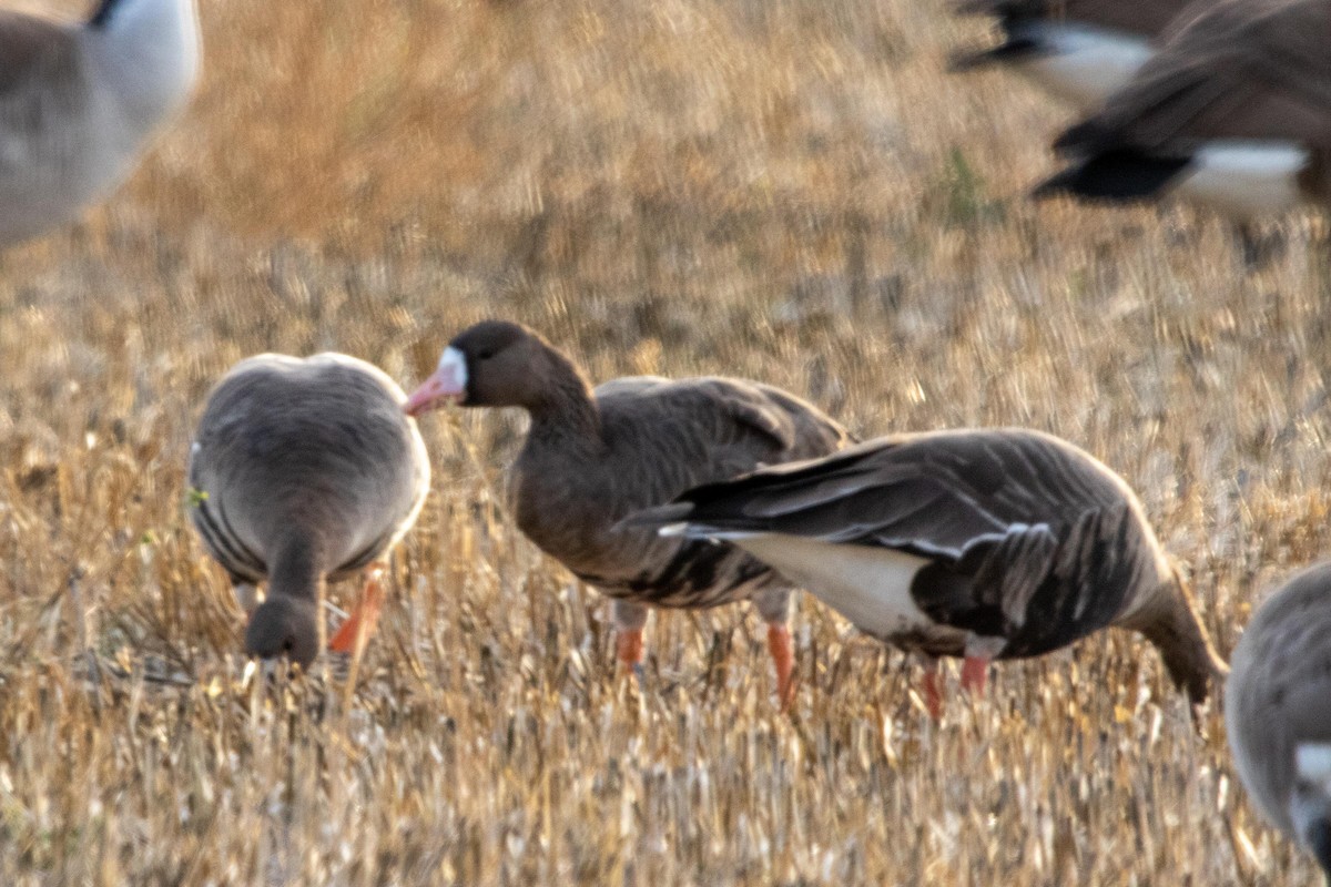 Greater White-fronted Goose - Conor McMahon