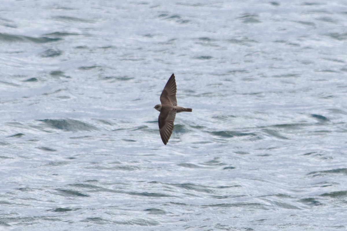 Northern Rough-winged Swallow - ML616454331