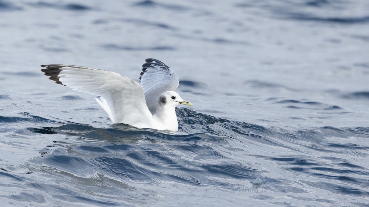 Mouette tridactyle - ML616454336