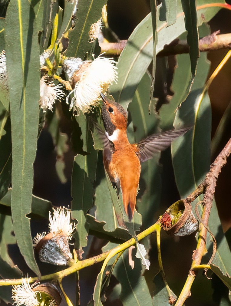 Rufous Hummingbird - Robert McMorran