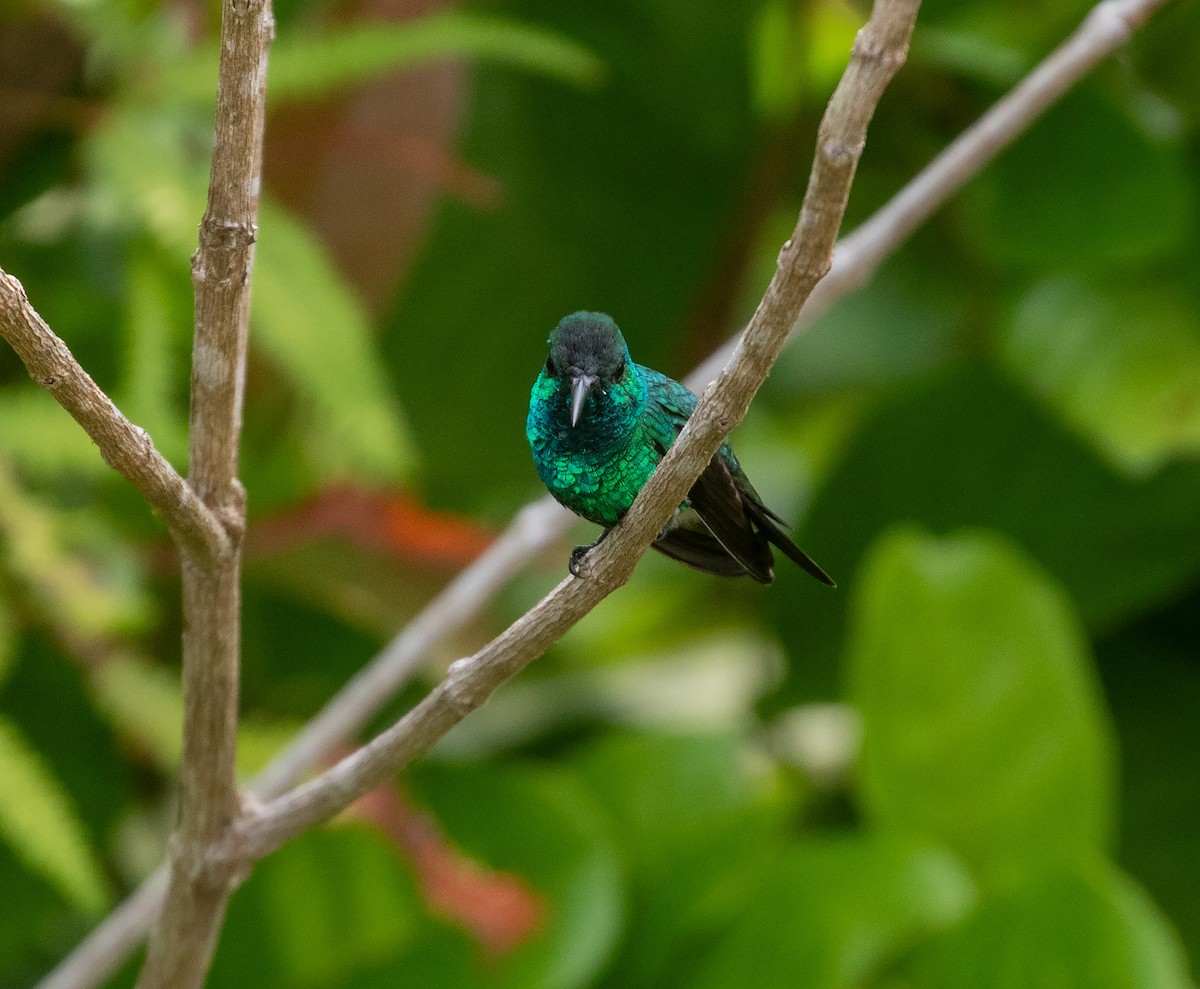 Shining-green Hummingbird - ML616454361