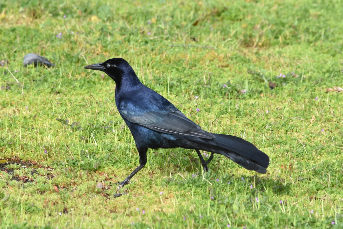 Great-tailed Grackle - ML616454370
