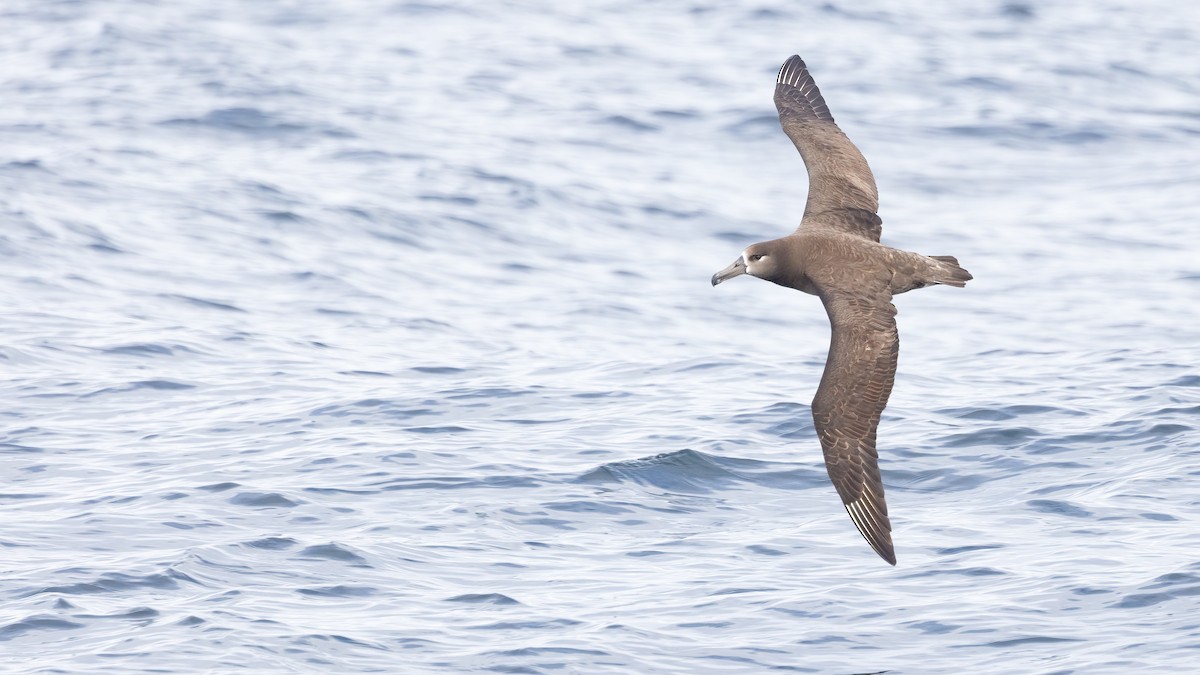 Black-footed Albatross - ML616454381