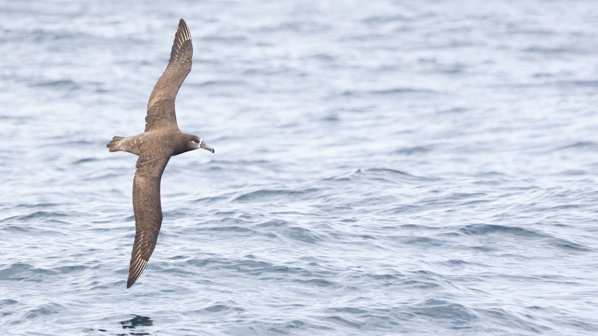 Black-footed Albatross - Liam Hutcheson