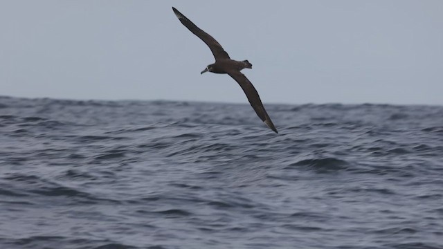 Albatros à pieds noirs - ML616454383
