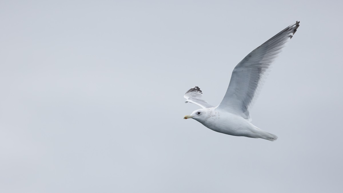 Iceland Gull (Thayer's) - Liam Hutcheson