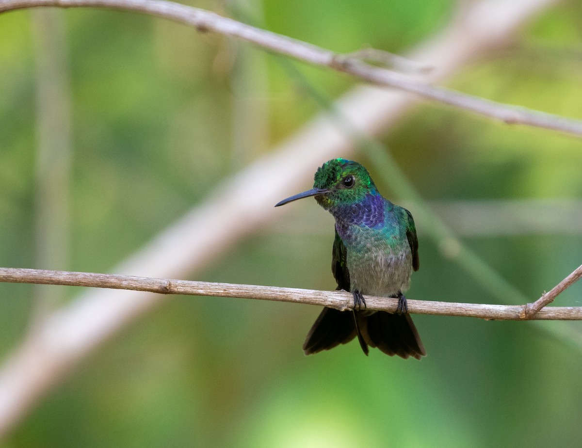 Blue-chested Hummingbird - ML616454444