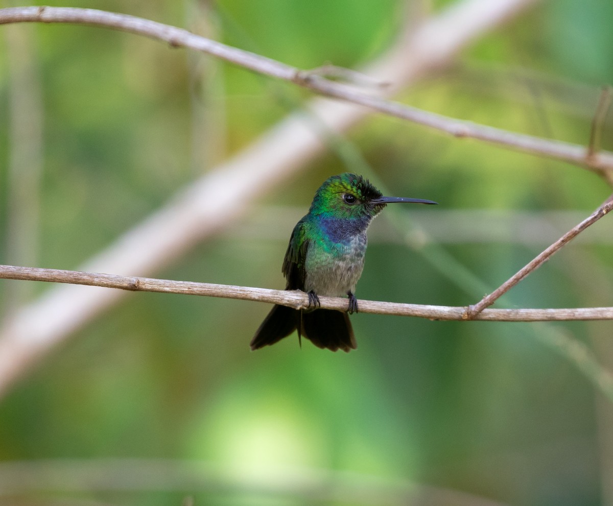 Blue-chested Hummingbird - ML616454448
