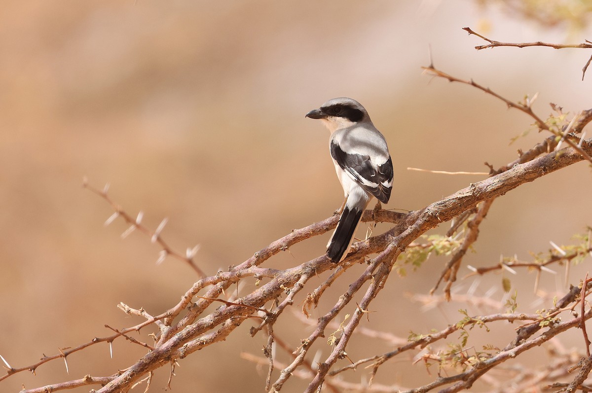 Great Gray Shrike (Sahara) - ML616454478