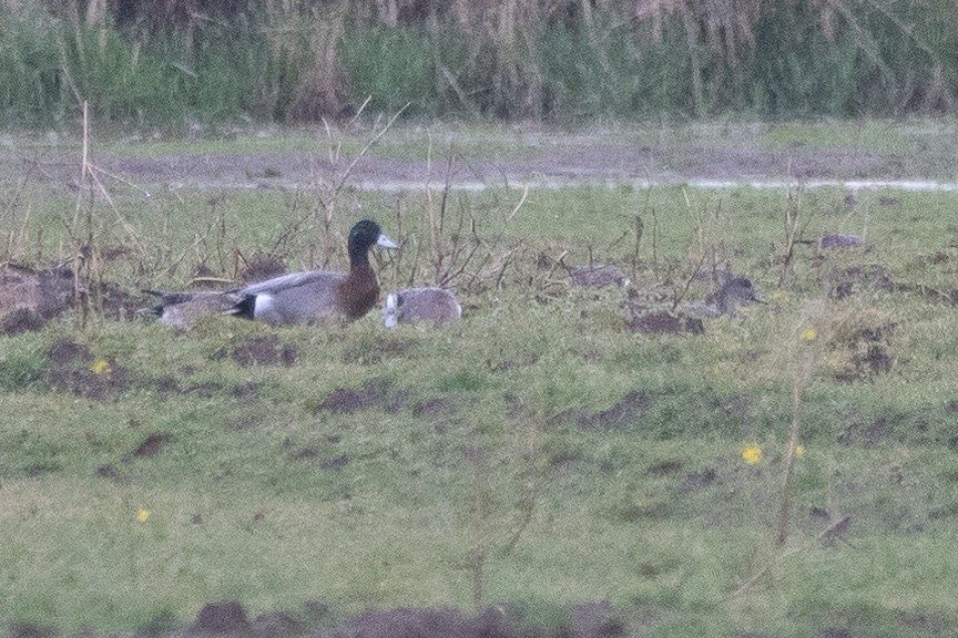 eBird Checklist - 23 Mar 2024 - Brady Loop - 25 species (+2 other taxa)