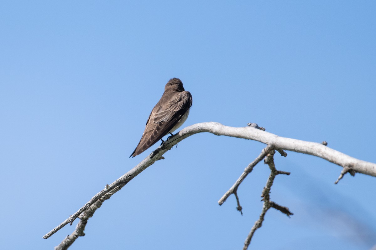 Northern Rough-winged Swallow - ML616454876