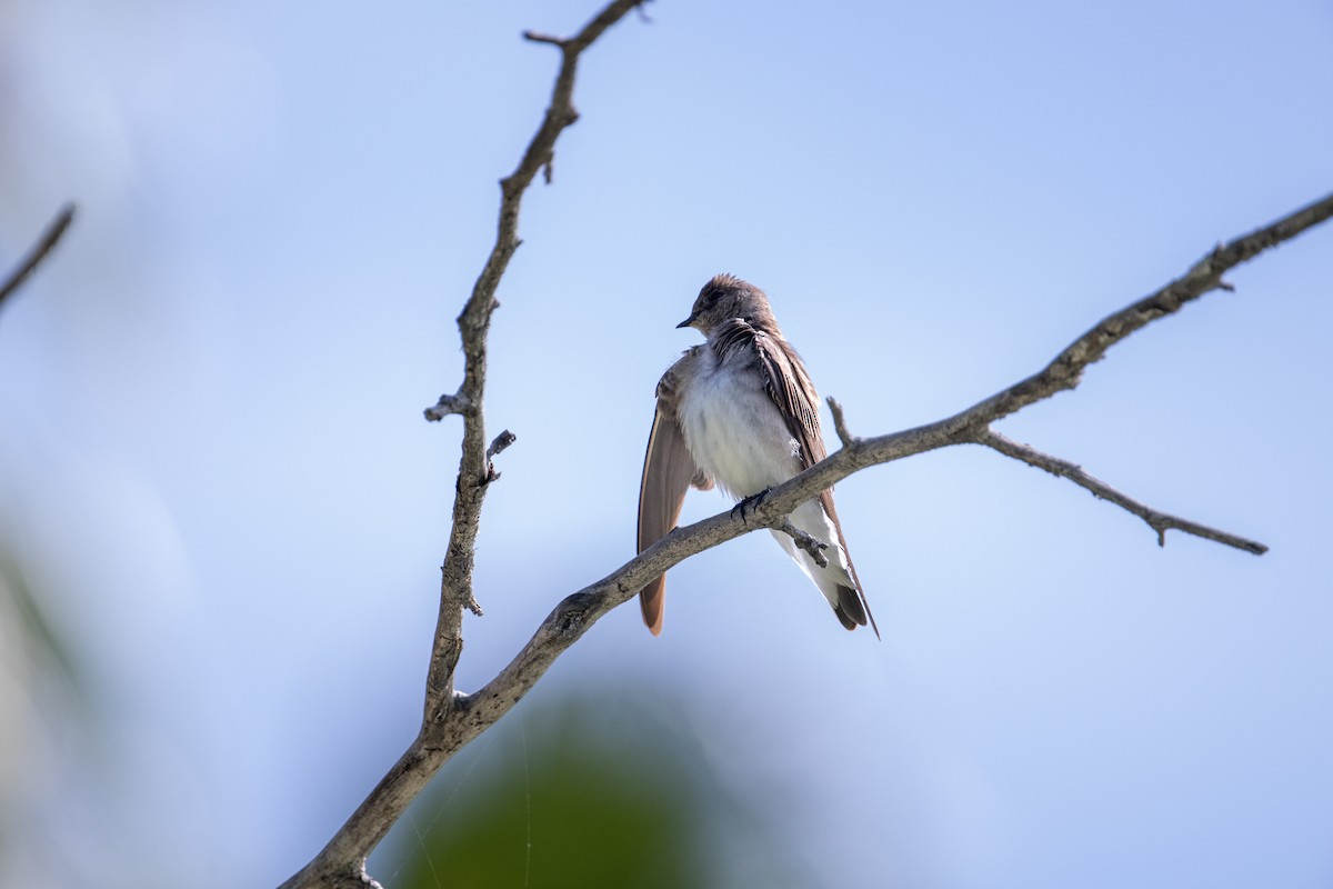 Northern Rough-winged Swallow - Brent Reed