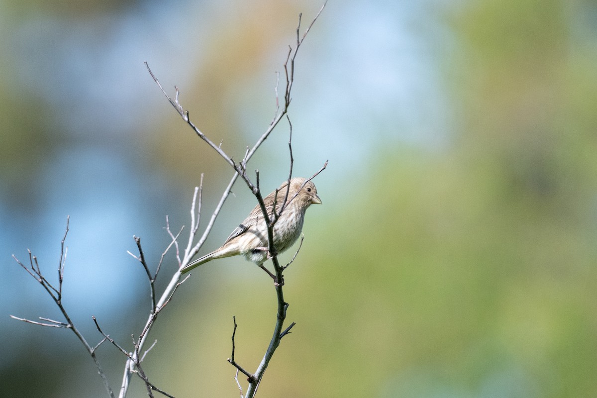 House Finch - Brent Reed