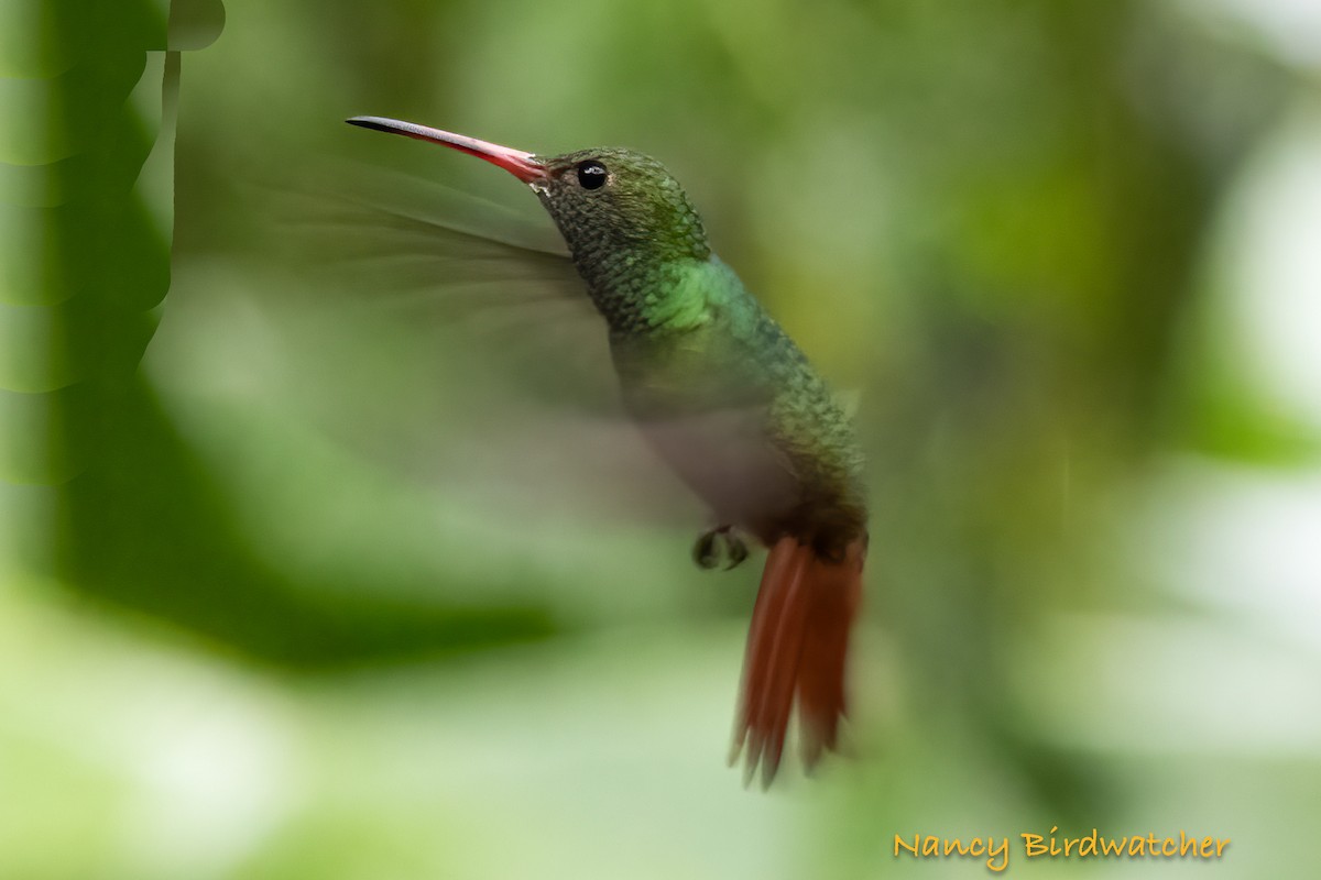 Rufous-tailed Hummingbird (Rufous-tailed) - ML616454947