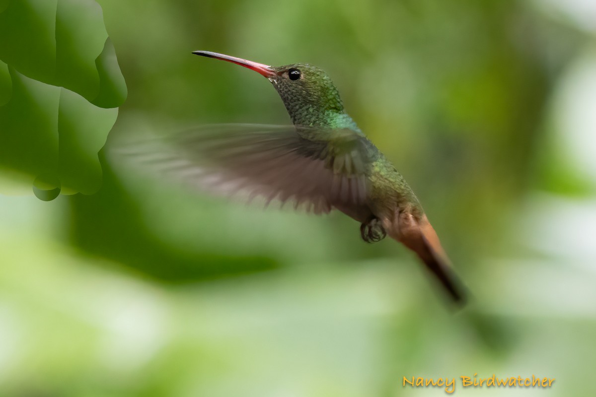 Rufous-tailed Hummingbird (Rufous-tailed) - ML616454948