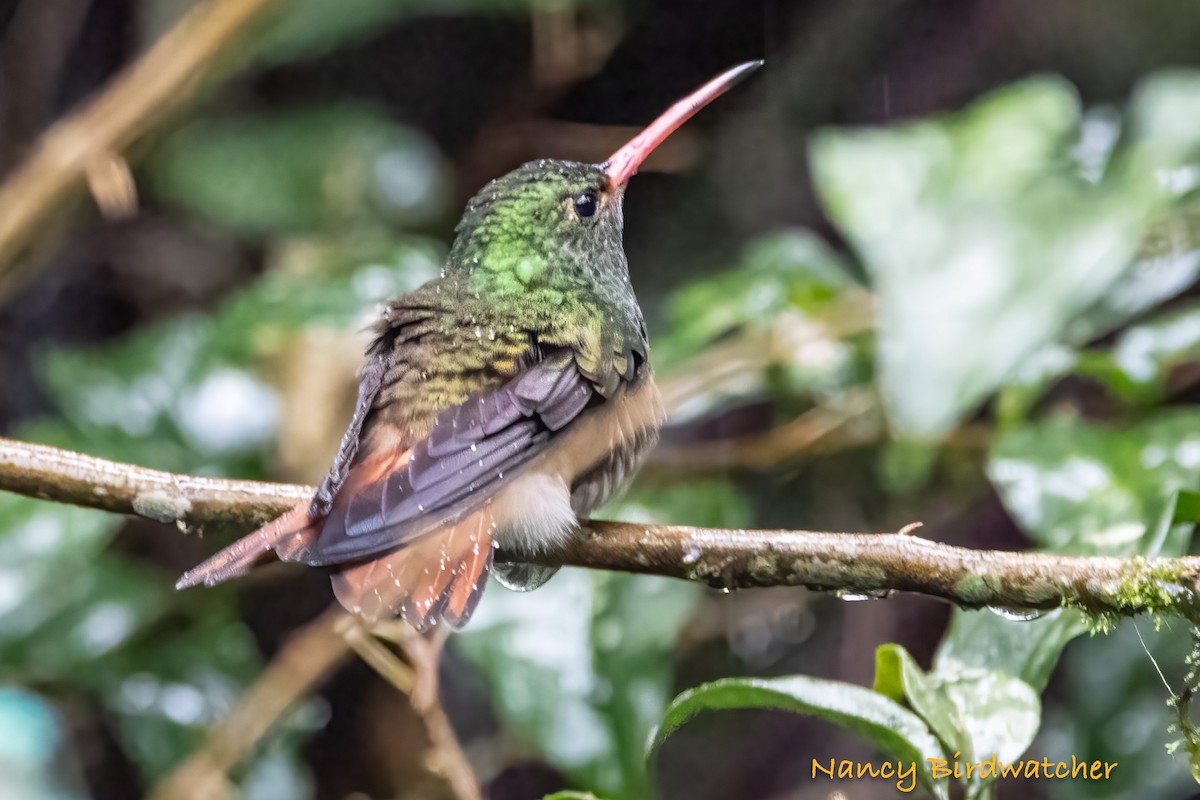 Rufous-tailed Hummingbird (Rufous-tailed) - ML616454949