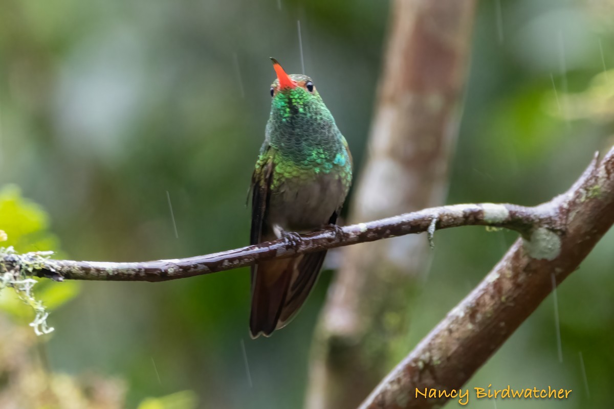 Rufous-tailed Hummingbird (Rufous-tailed) - ML616454950