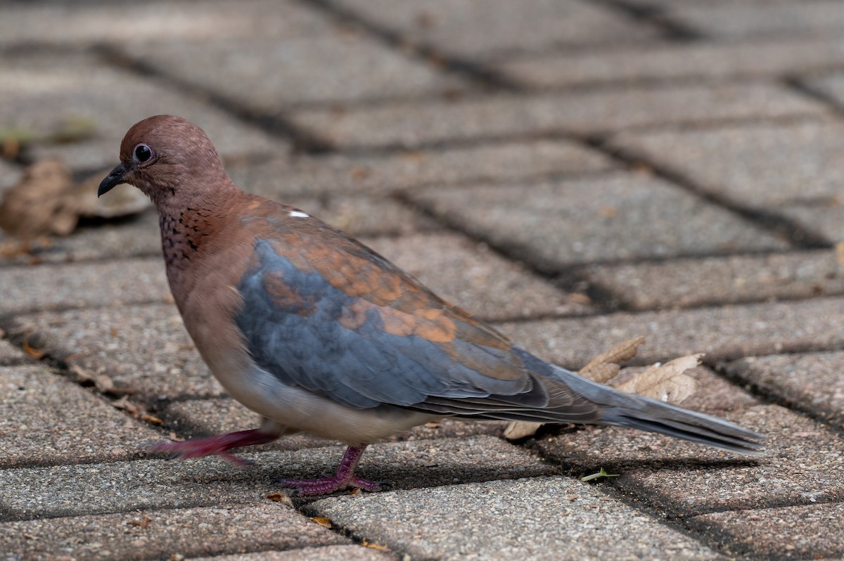 Laughing Dove - ML616454968