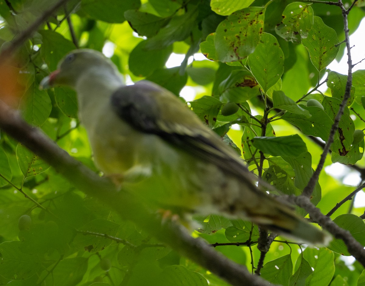 African Green-Pigeon - ML616454970