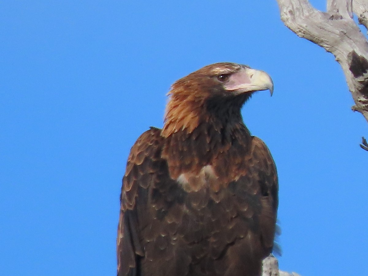 Wedge-tailed Eagle - ML616455010