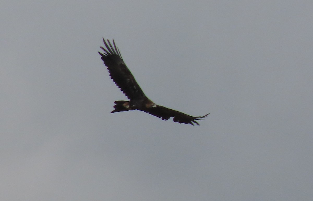 Wedge-tailed Eagle - ML616455013