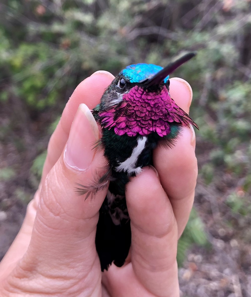kolibřík fialovolímcový - ML616455089