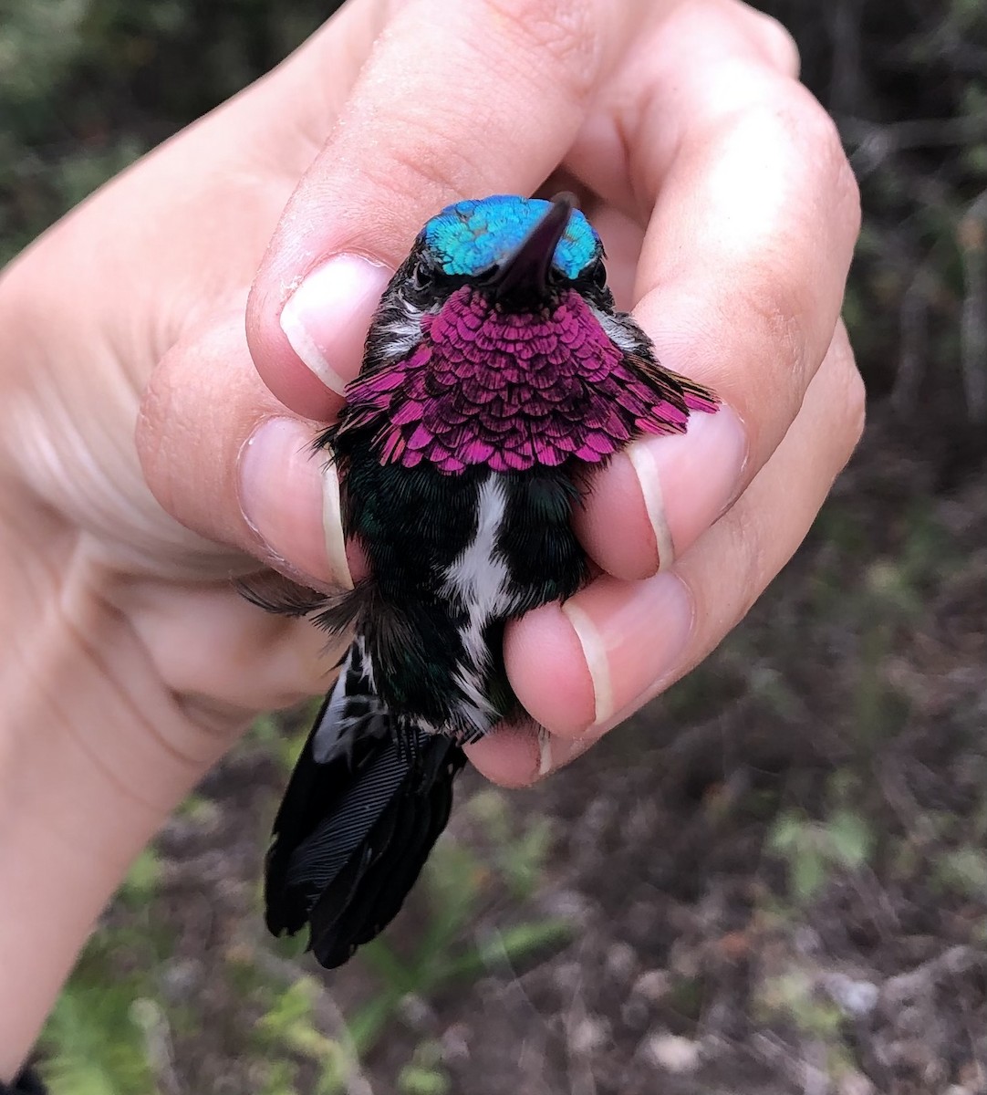 kolibřík fialovolímcový - ML616455090