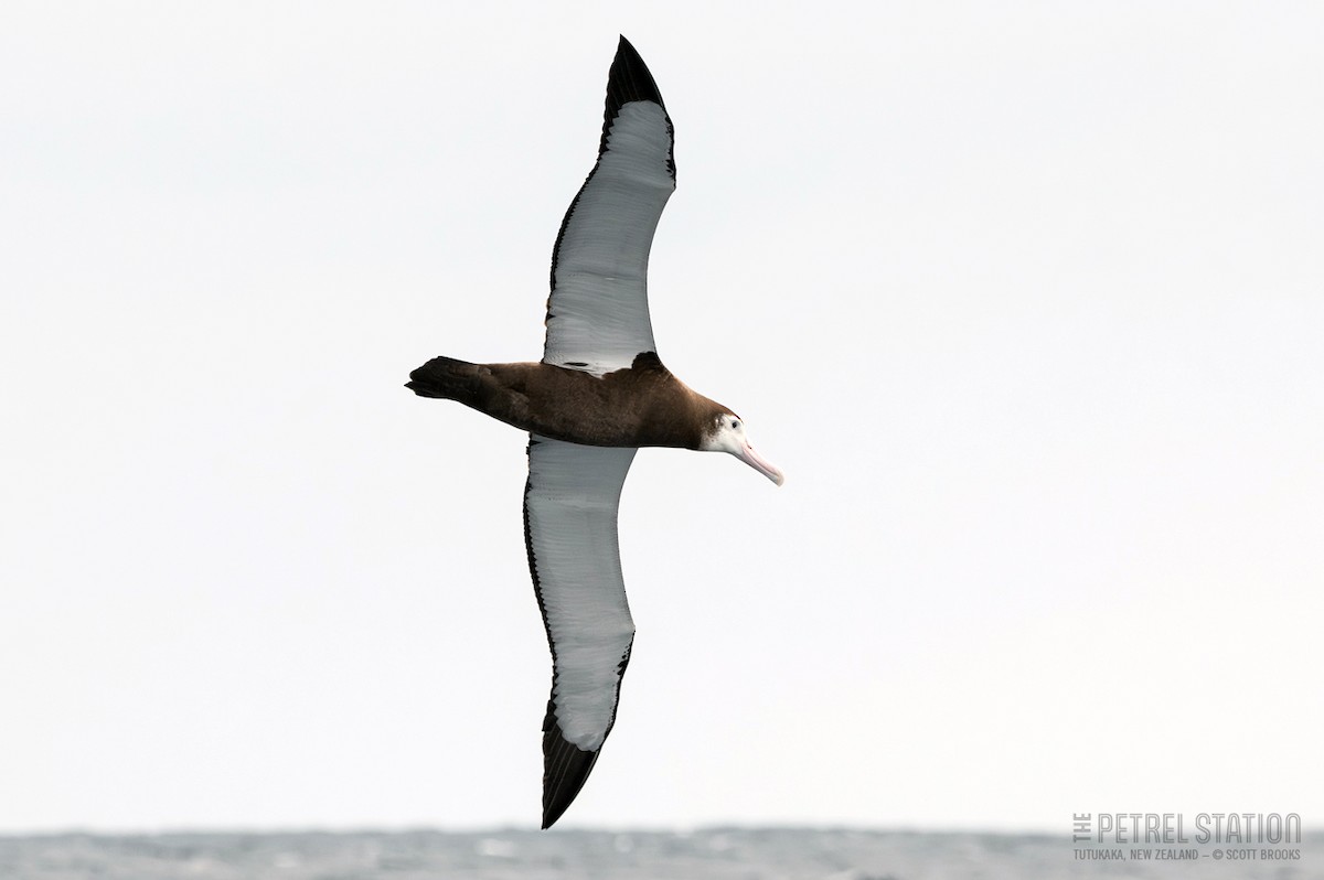 albatros stěhovavý - ML616455121