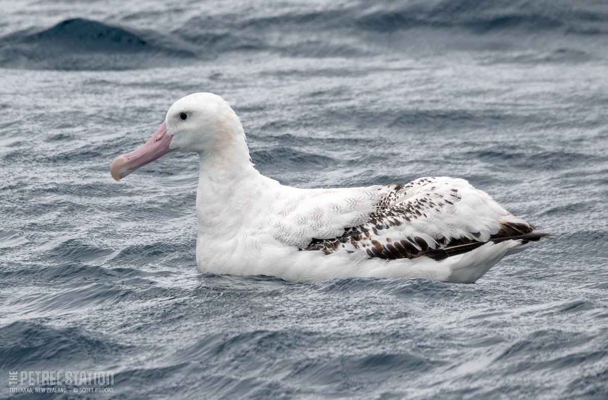 Snowy Albatross - ML616455122