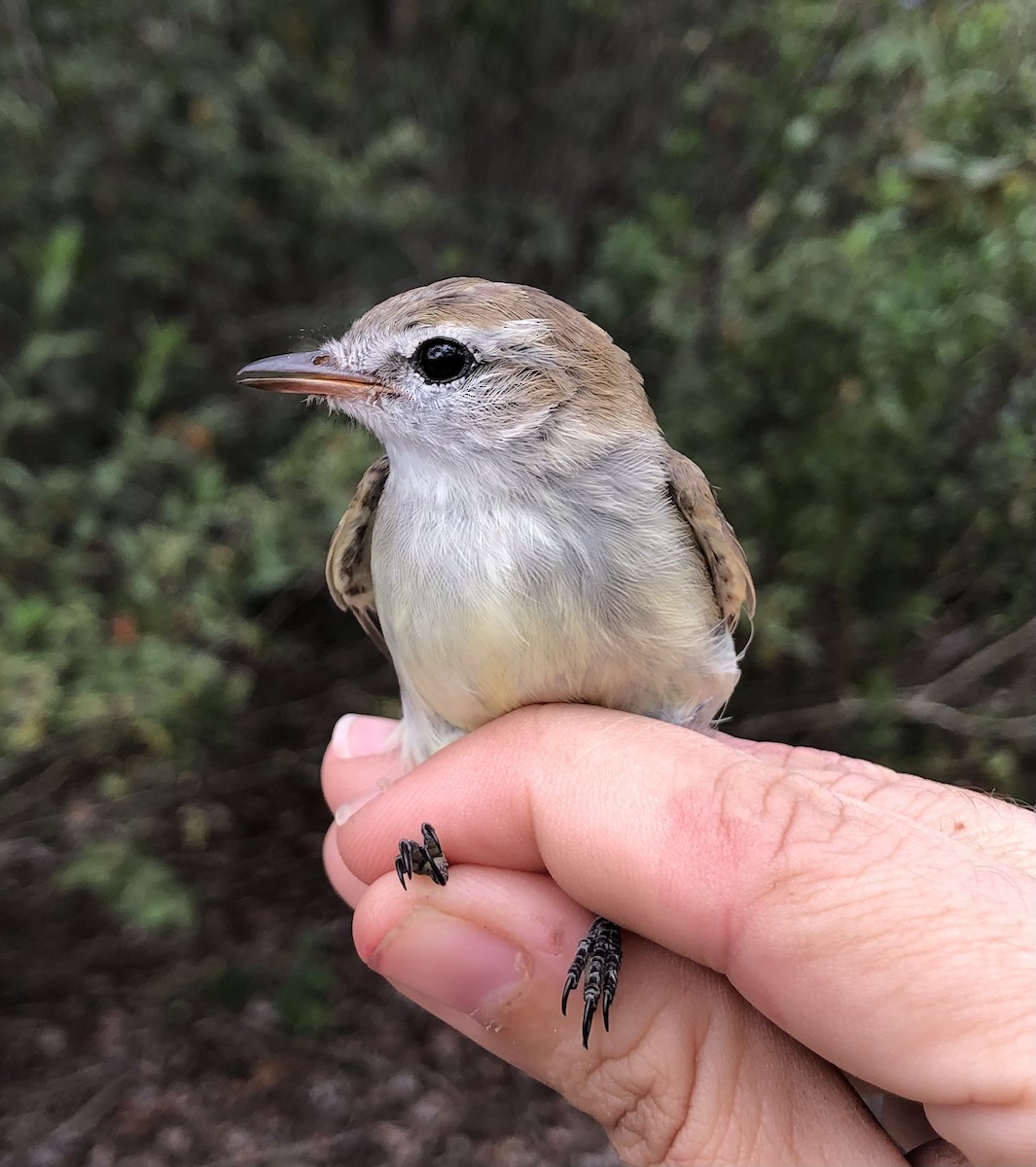 Southern Mouse-colored Tyrannulet - ML616455226