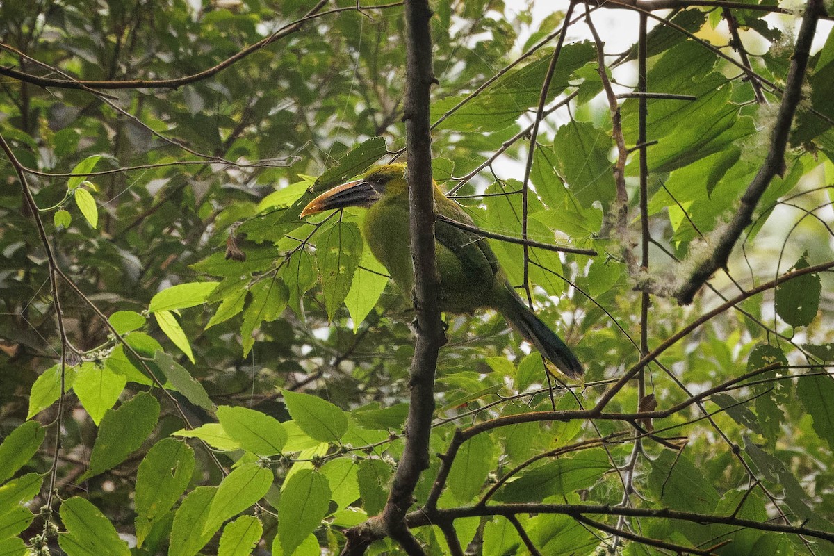 Groove-billed Toucanet (Yellow-billed) - ML616455502