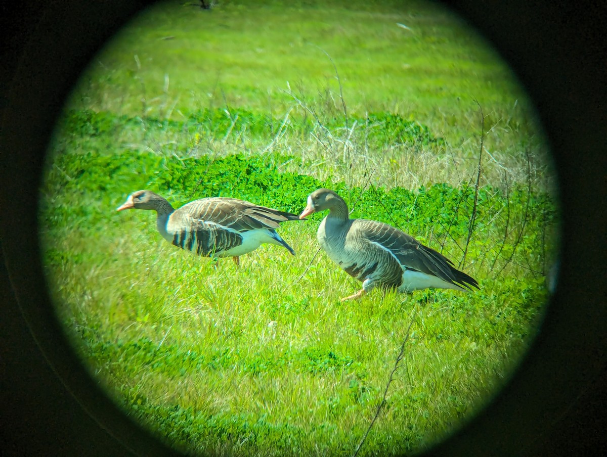 Greater White-fronted Goose - ML616455758