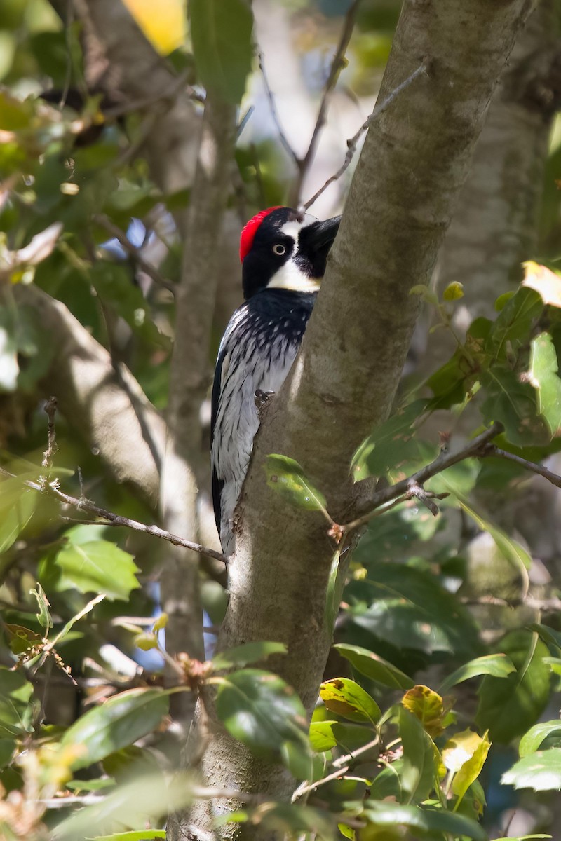 Acorn Woodpecker - ML616455782