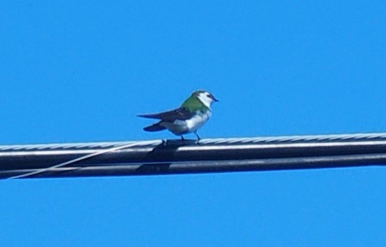 Violet-green Swallow - ML616455885