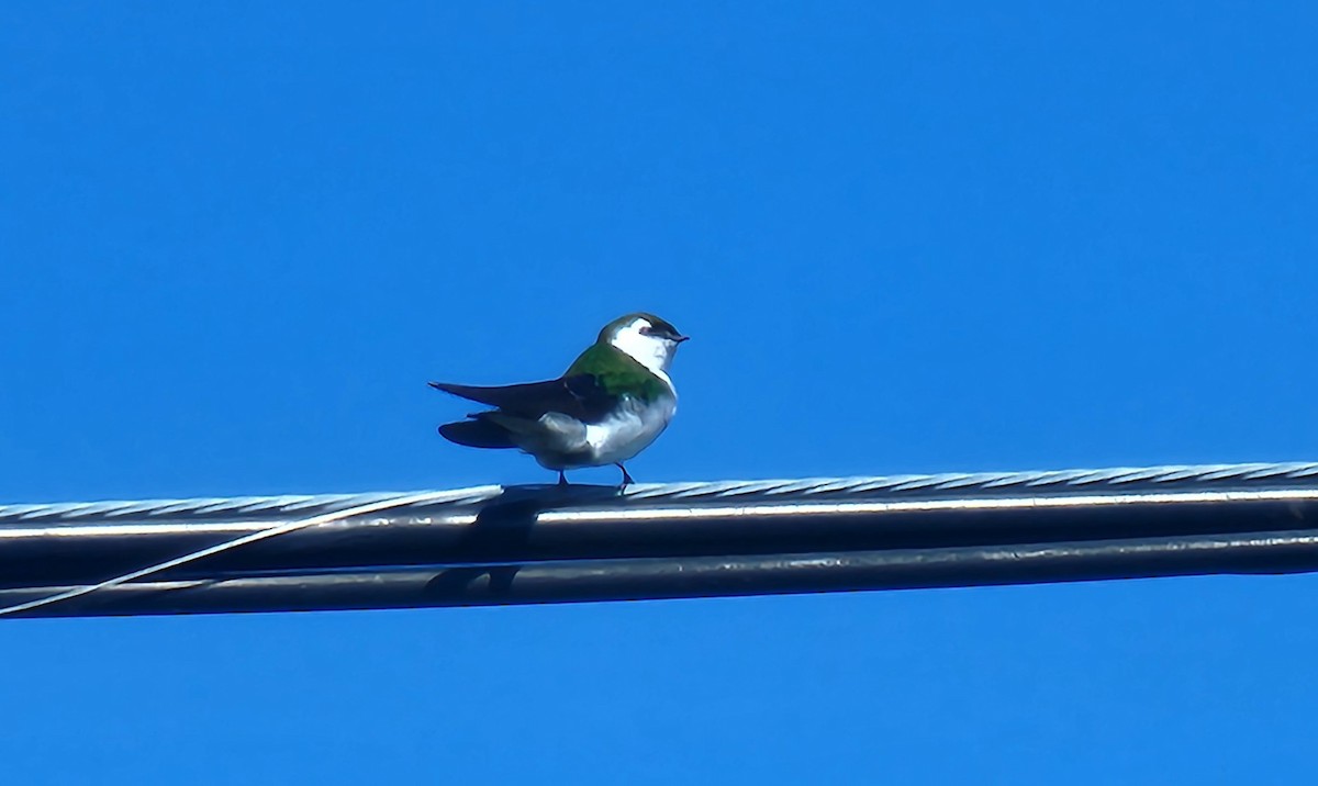 Violet-green Swallow - ML616455886