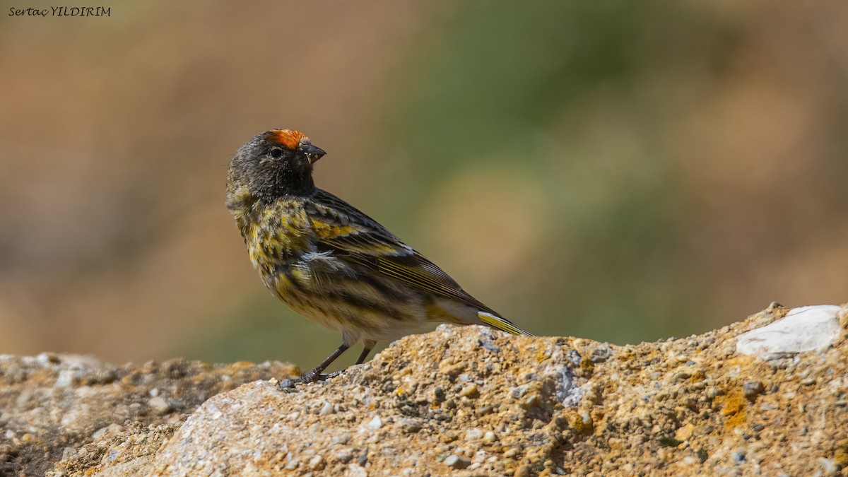 Fire-fronted Serin - ML616455929