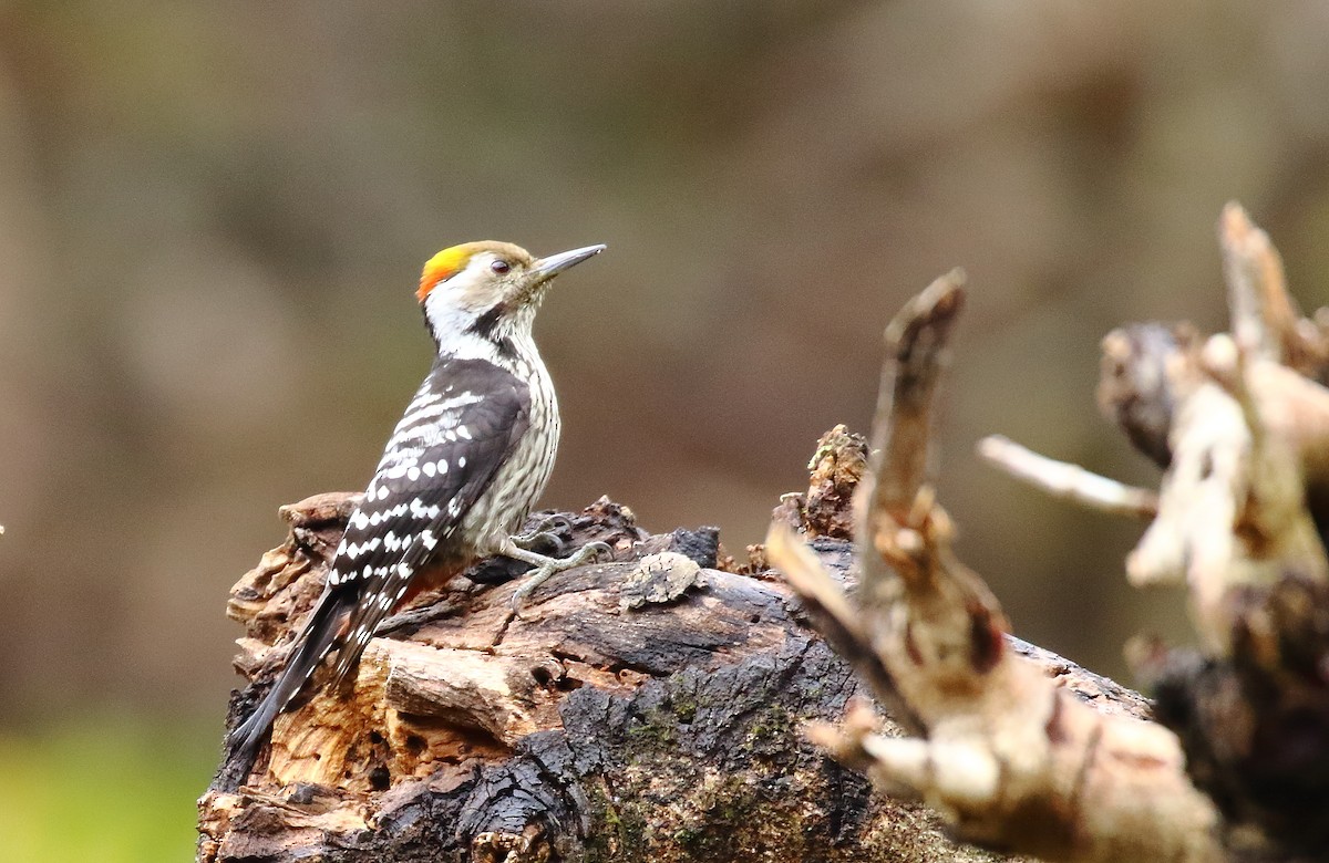 Brown-fronted Woodpecker - ML616456038