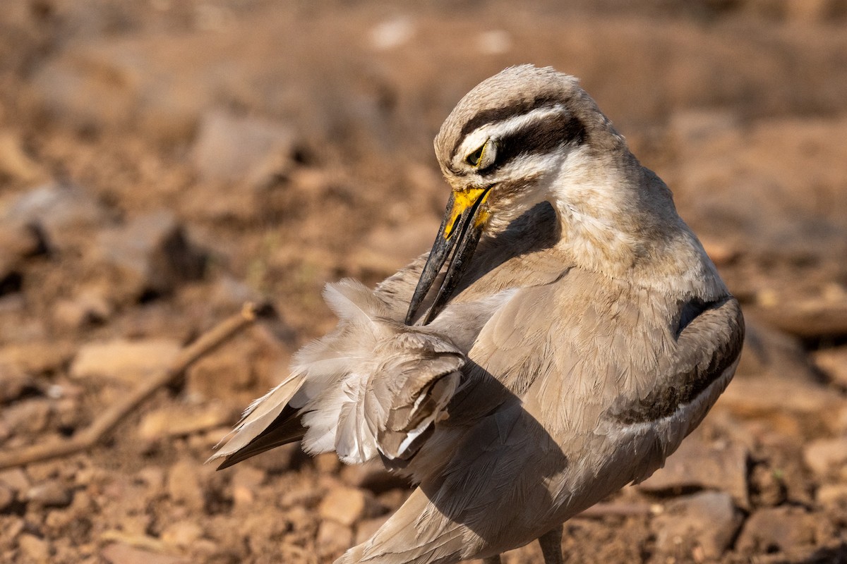 Great Thick-knee - ML616456042
