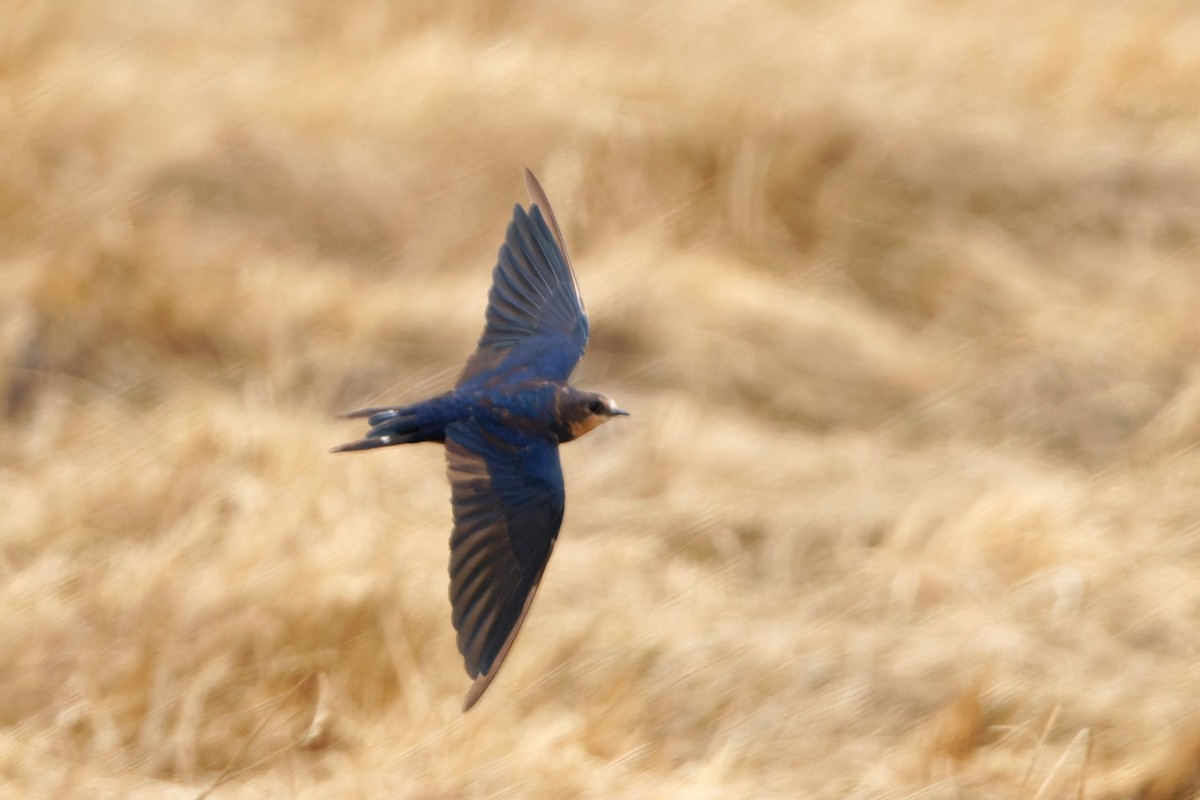 Barn Swallow (Tytler's) - ML616456180