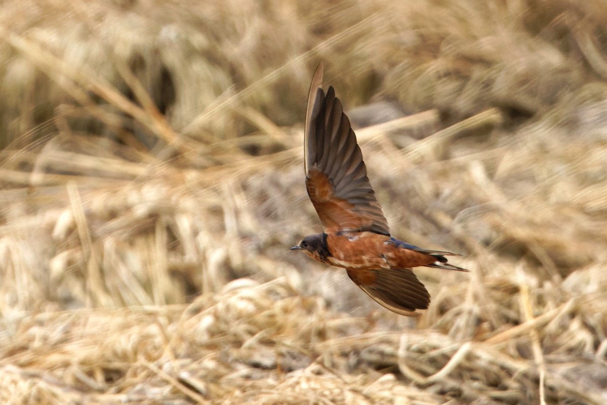 Barn Swallow (Tytler's) - ML616456181