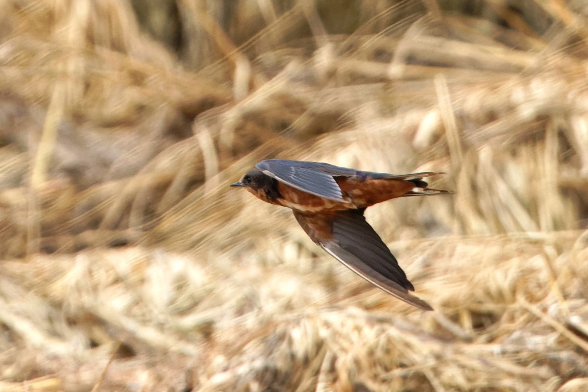 Barn Swallow (Tytler's) - ML616456182