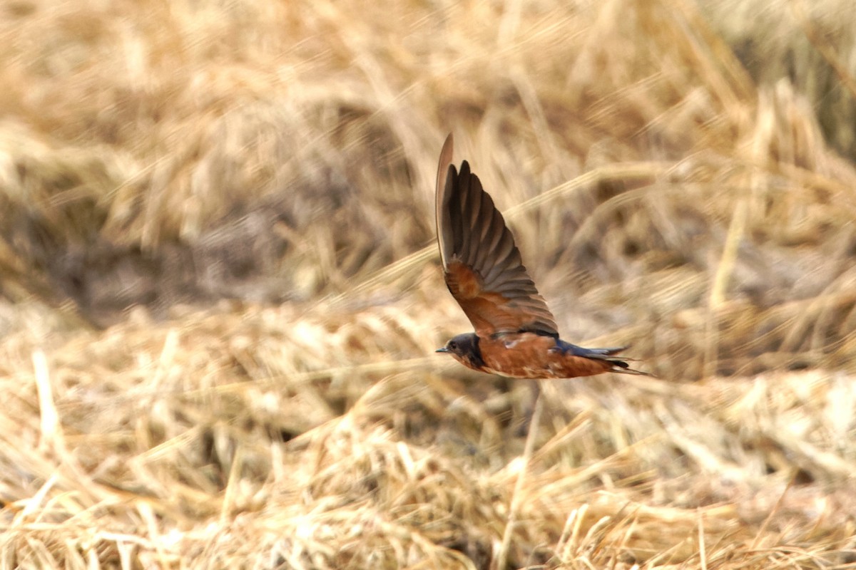 Barn Swallow (Tytler's) - ML616456183
